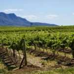 Sydney: Hunter Valley Wineries Day Trip with Food Tastings - Value and Practical Considerations