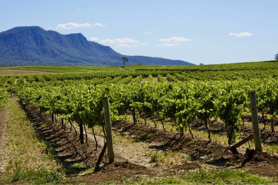 Sydney: Hunter Valley Wineries Day Trip with Food Tastings - Value and Practical Considerations