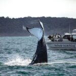 Sydney: Ocean Whale Watching Experience - Value & Cost Analysis