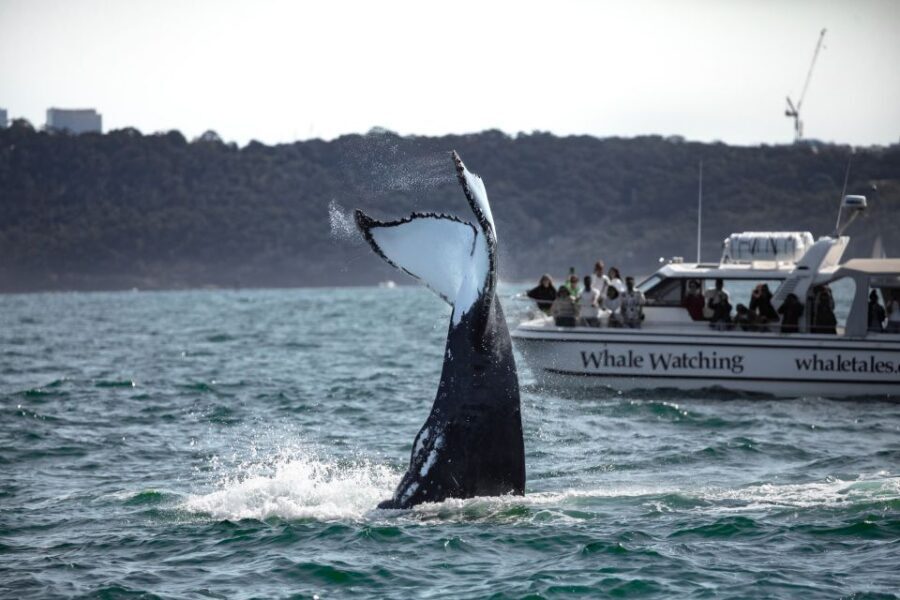 Sydney: Ocean Whale Watching Experience - Value & Cost Analysis