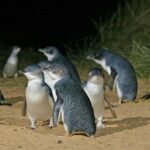 Sydney: Opera House & Featherdale Wildlife Park Tour - What’s Included and What’s Not