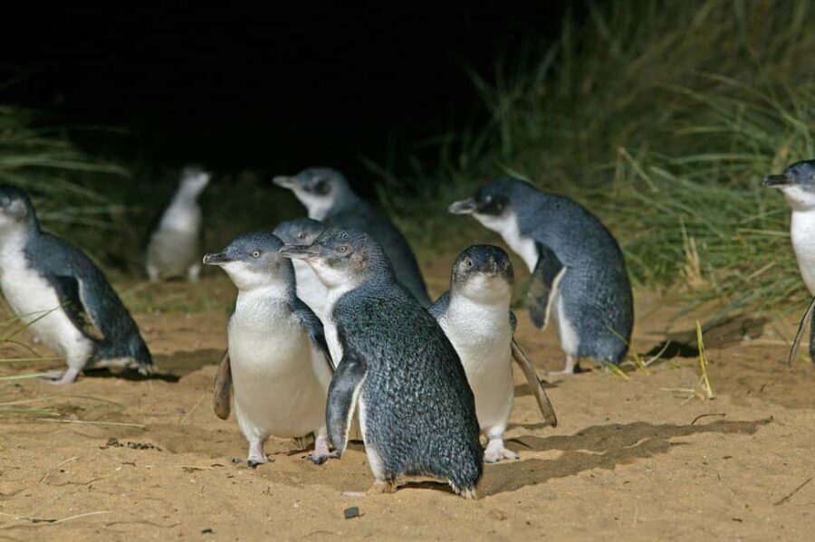 Sydney: Opera House & Featherdale Wildlife Park Tour - What’s Included and What’s Not