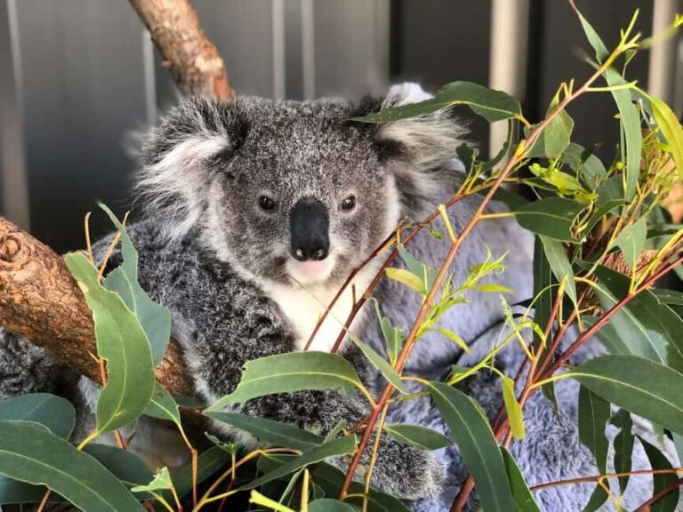 Sydney: Port Stephens Dolphin Cruise and Koalas - Mandarin - FAQ