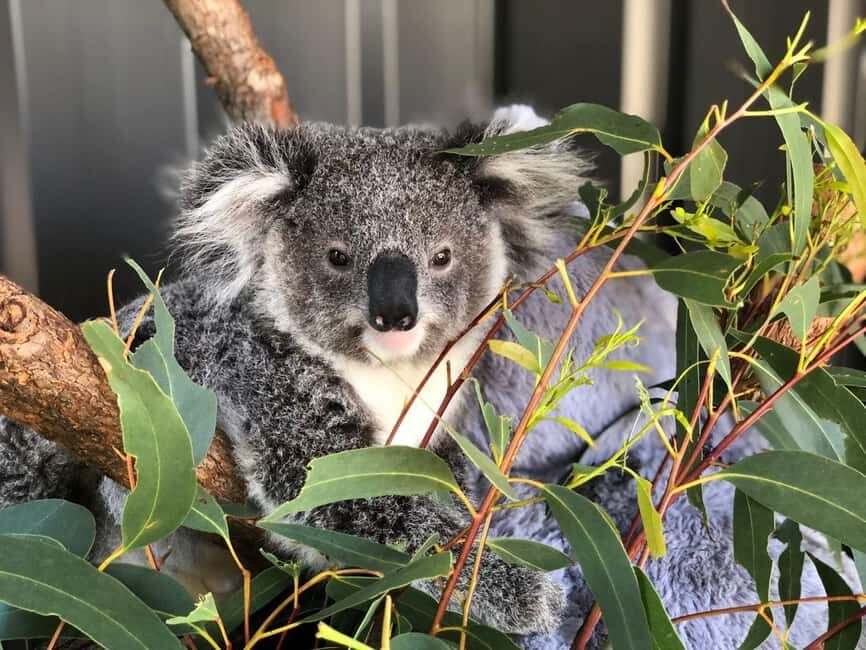 Sydney: Port Stephens Dolphin Cruise and Koalas - Mandarin - FAQ