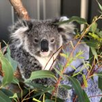 Sydney: Port Stephens Dolphin Cruise & Sandboarding Day Trip - Dolphin Cruise: Marine Marvels