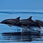 Sydney: Port Stephens Private Tour with Sandboarding - FAQ