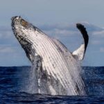 Sydney: Scenic Whale Watching Cruise - Whales Guaranteed - Who Will Love This Tour?