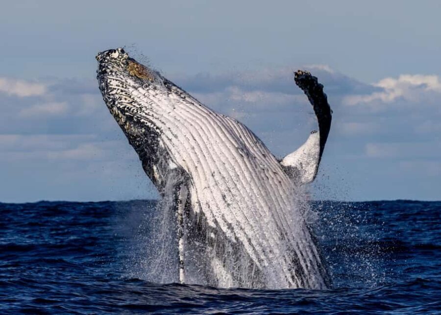 Sydney: Scenic Whale Watching Cruise - Whales Guaranteed - Who Will Love This Tour?