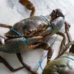 Sydney: Singapore Chilli Mud Crab Cooking Class - Practical Tips for a Seamless Experience