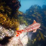 Sydney: Snorkeling Tour for Kids with Private Guide - The Itinerary: A Closer Look