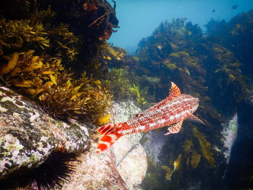 Sydney: Snorkeling Tour for Kids with Private Guide - The Itinerary: A Closer Look