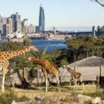 Sydney: Taronga Zoo Ticket with Return Ferry - A Complete Guide to the Taronga Zoo & Ferry Experience