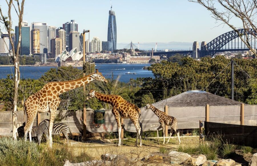 Sydney: Taronga Zoo Ticket with Return Ferry - A Complete Guide to the Taronga Zoo & Ferry Experience