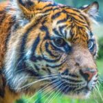 Sydney: Taronga Zoo Tickets - A Practical Guide to Visiting Taronga Zoo