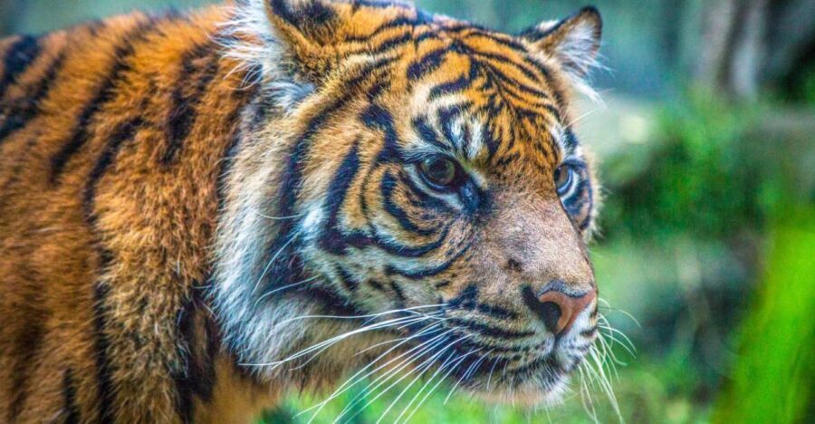Sydney: Taronga Zoo Tickets - A Practical Guide to Visiting Taronga Zoo