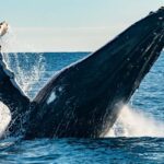 Sydney; Whale Watching - Price and Value Analysis