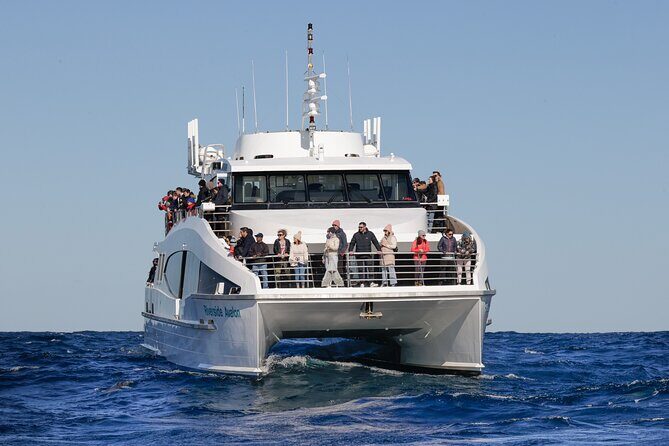 Sydney Whale Watching - 2.5hr Discovery Cruise - Detailed Overview of the Sydney Whale Watching Experience