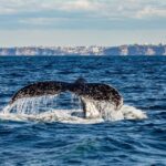 Sydney: Whale Watching Adventure Cruise - The Experience in Detail