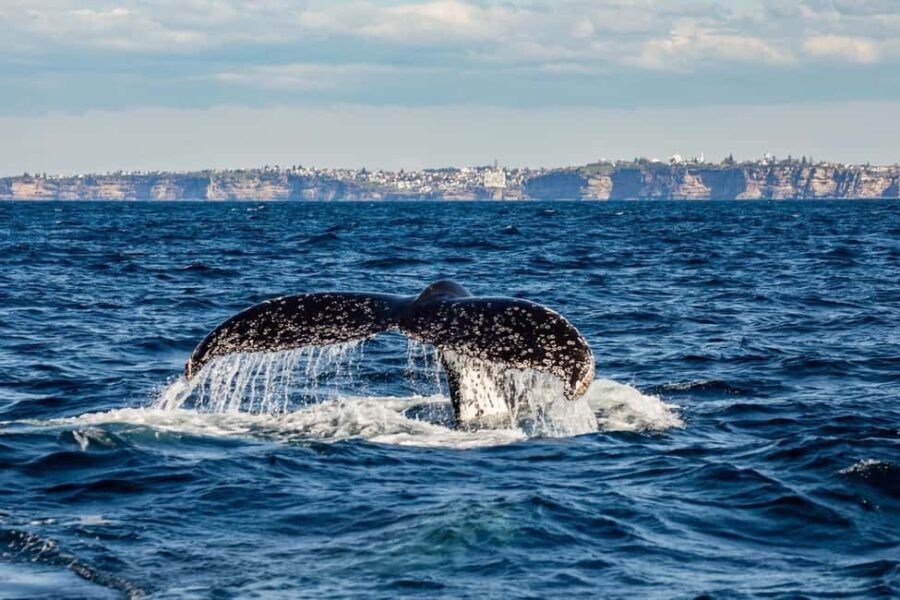Sydney: Whale Watching Adventure Cruise - The Experience in Detail