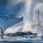 Sydney: Whale Watching Adventure Cruise - Whales Guaranteed! - Pricing and Value