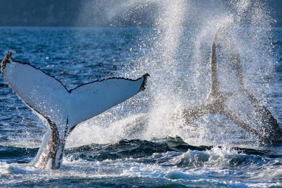 Sydney: Whale Watching Adventure Cruise - Whales Guaranteed! - Pricing and Value