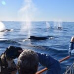 Sydney Whale Watching and Sightseeing Sailing Private Tour - Final Thoughts