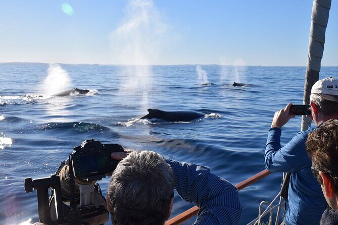 Sydney Whale Watching and Sightseeing Sailing Private Tour - Final Thoughts