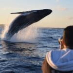 Sydney Whale-Watching by Speed Boat - The Speedboat Experience