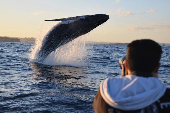 Sydney Whale-Watching by Speed Boat - The Speedboat Experience