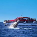 Sydney: Whale Watching Cruise and Taronga Zoo Package - Authentic Insights from Past Reviewers