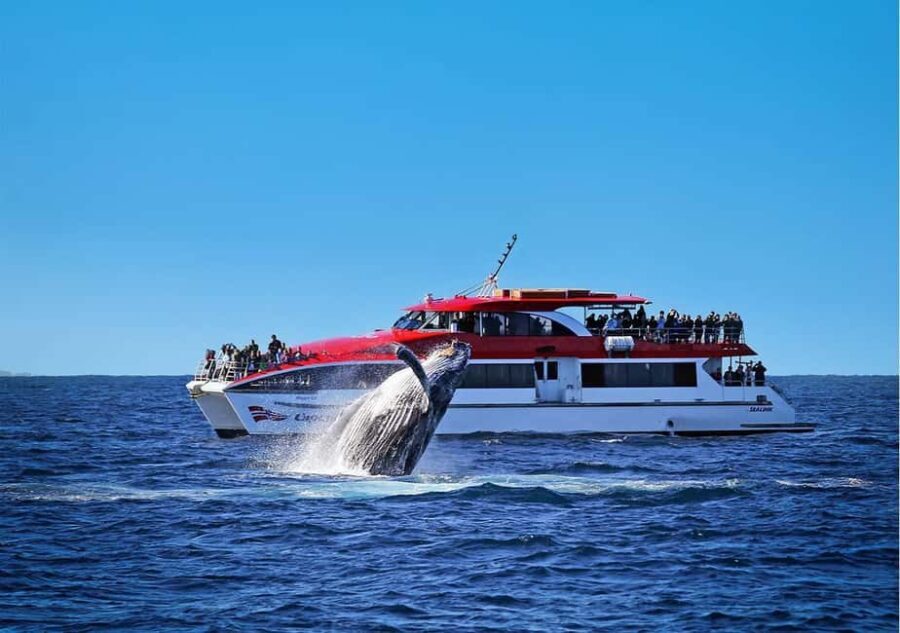 Sydney: Whale Watching Cruise and Taronga Zoo Package - Authentic Insights from Past Reviewers