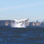 Sydney Whale Watching Cruise from Circular Quay - The Guides and Commentary