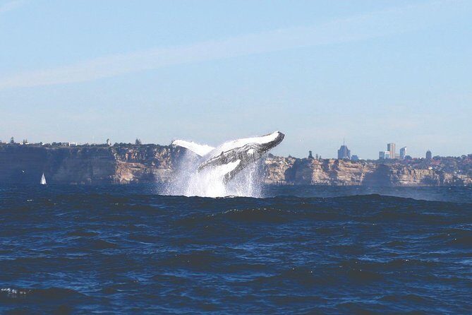 Sydney Whale Watching Cruise from Circular Quay - The Guides and Commentary