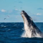 Sydney Whale Watching Cruise with Breakfast or Lunch - Key Points