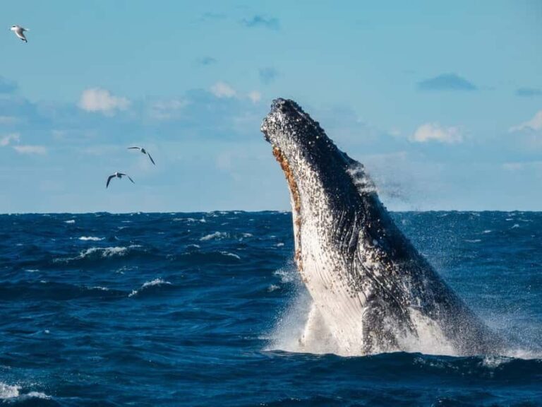 Sydney Whale Watching Cruise with Breakfast or Lunch - Key Points