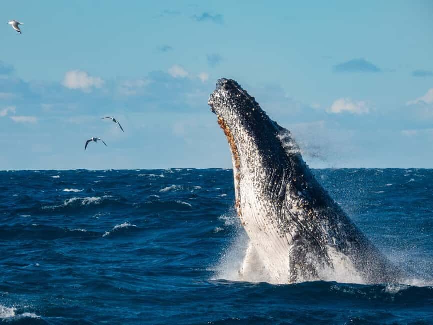 Sydney Whale Watching Cruise with Breakfast or Lunch - Key Points