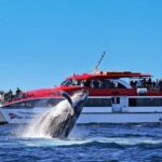 Sydney: Whale Watching & Hop On Hop Off Cruise Package - The Itinerary and Experience