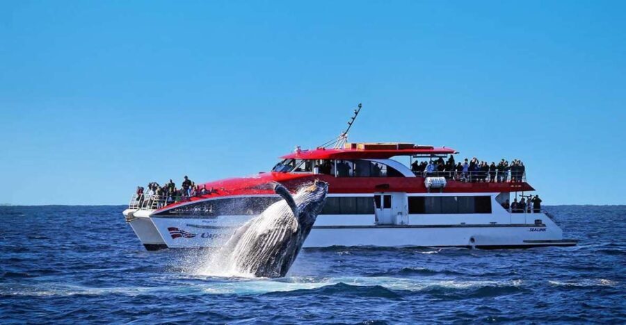Sydney: Whale Watching & Hop On Hop Off Cruise Package - The Itinerary and Experience