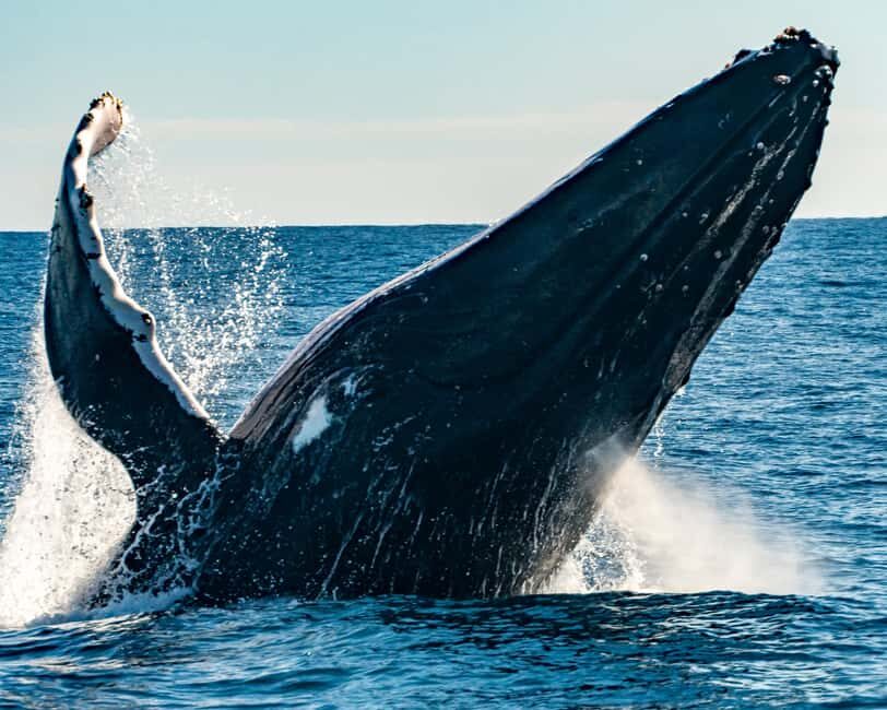 Sydney; Whale Watching - Price and Value Analysis