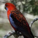 Sydney Wildlife Safari - The Value of the Sydney Wildlife Safari