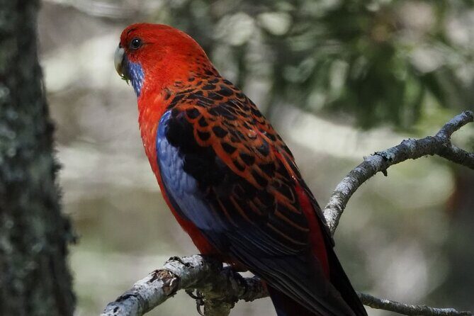 Sydney Wildlife Safari - The Value of the Sydney Wildlife Safari