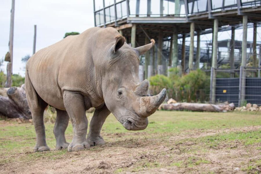 Sydney Zoo Admission Ticket - How Does Sydney Zoo Compare?