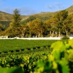 Table Mountain and Constantia Wine Tasting Private Tour - Final Thoughts
