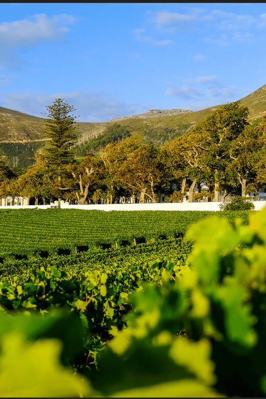 Table Mountain and Constantia Wine Tasting Private Tour - Final Thoughts