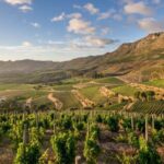 Table Mountain & Constantia Wine Tasting Full Day Tour - The Sum Up