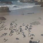 Table Mountain,Seals,Penguin,Cape of good hope,Bokaap , - The Practical Side: Value, Costs, and Tips