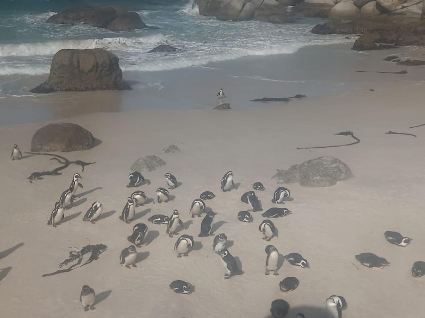 Table Mountain,Seals,Penguin,Cape of good hope,Bokaap , - The Practical Side: Value, Costs, and Tips