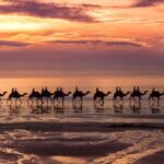Taghazout Sunset Camel Ride - The Guided Experience and Animal Care