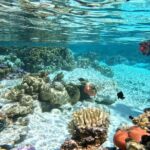 Tahaa Excursion in Electric Paddle Snorkeling Coral Garden - Whats Included and What’s Not