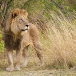 Tala Game Reserve Full Day Tour from Durban - What’s Included and What to Consider